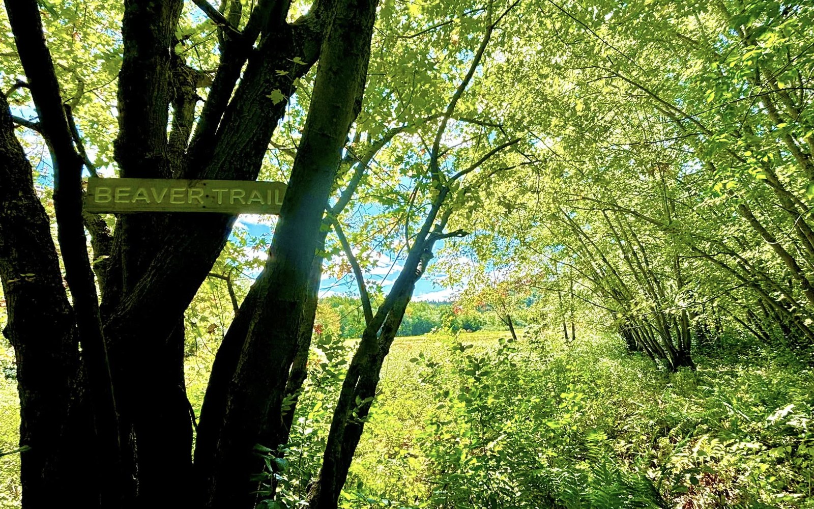 Beaver Trail sign on the Nauwigewauk Community Club nature trail